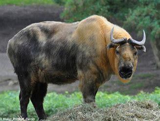 The Sichuan takin is a mammal that is similar to sheep and goats. However, they are a large and muscular animal, with horns and a bear-like tail. They are also known as the Tibetan takin and are a subspecies of the takin a 'goat-antelope', and native to Tibet and some provinces of China. They live in dense bamboo forests alongside Giant Pandas and migrate to the mountains in spring. Would you like to see a Sichuan takin in its native habitat?