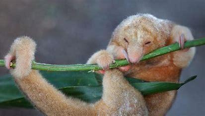 The smallest anteater in the world hangs out upside down in trees, high up in Central and South American forests. It's the size of a squirrel, and remains more or less motionless all day, only moving at night. The silky anteater is also known as the pygmy anteater, and while previously thought of as a single species, is actually several anteaters. Before today's survey, were you in the know about silky anteaters?