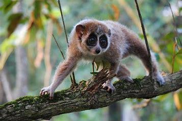 Regarded as one of the cutest animals on the planet, the slow loris is also one of the most surprising – they are the only venomous primate in the world. They are small 'lemur-like' primates with large eyes, that live in trees in the rainforests of Southeast Asia. Their name is from their slow, subtle movements in trees to avoid predators. Slow lorises mostly use their venom against one another. They're extremely territorial, and their painful bite helps protect what's theirs. Did you realize that there's only been a single recorded human death from a slow loris bite which is believed to be due to anaphylactic shock (an allergic reaction to the bite)?