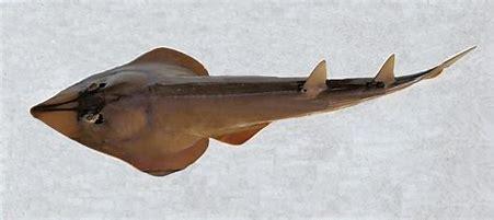 The shovelnose guitarfish is a type of ray that resembles both rays and sharks. The head and front end of this guitarfish are reminiscent of rays, while the tail and movement are more reminiscent of sharks. The head is shaped like a shovel, hence the name 