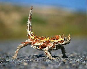 The Thorny Devil is a small Australian lizard that typically inhabits the arid scrub land and desert that covers the majority of central Australia. The top of their body is covered in spikes and scales, which help it defend from predators. It also has a spiny 'false head' on the back of its neck, which it presents to predators while hiding its real head. The average lizard will grow to between 5.9 and 8-inches in length. It can weigh between 2.5 and 3.4-ounces. The average thorny devil will live between 12 and 20 years. The diet of the thorny devil is primarily ants. Estimates say that a few thousand ants will be devoured by the lizard on a daily basis. Before this survey, were you clued in about thorny Devils?