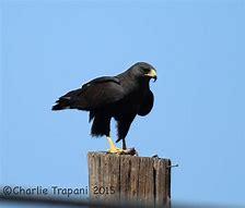 America's Most Fearsome Birds Prey, conclusion | Tellwut.com