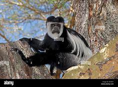 Which of these guereza colobus monkey facts are you familiar with?