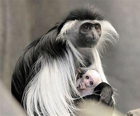 Which of these guereza colobus reproduction facts are you familiar with?