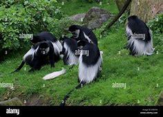 Which of these guereza colobus monkey social facts are you aware of?