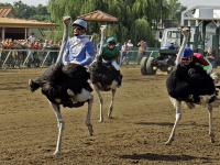 Are you aware of Ostrich races? (Common to Africa but also held in the U.S. & Canada?)