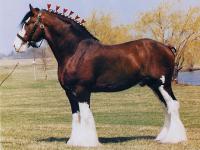 Do you think the Clydesdales are one of the prettiest horse breeds?