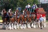 If you are partial to Budweiser Beer, do the Clydesdales have anything to do with your loyalty?