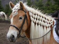 Someone posted a horse with braided hair, on Facebook yesterday. My first thought was, is that it's pretty sad when an animal has better hair than you. What do you think of animals with braided hair?