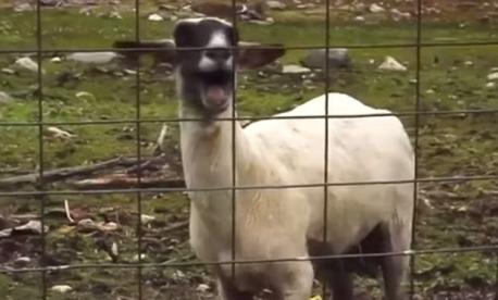 Finally, choose your favorite newly released goat song, from the herd: