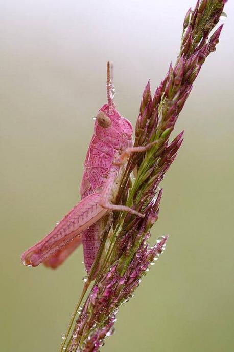 Pictured is a common meadow grasshopper. The pink is most likely due to a genetic mutation called erythrism, which either eliminates the color of a creature or excessively produces other colors. Have you ever seen a pink grasshopper?