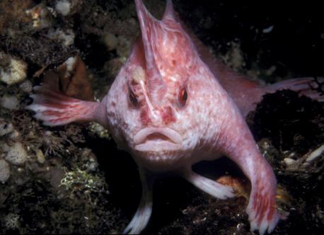 Next pictured is a pink handfish. His color is different from what we would expect, more striking is that he / she uses their fins to walk on the ocean floor rather than swimming. Have you ever seen this type of fish before?