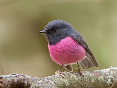 In this picture is also erythrism, but in a bird? Have you ever seen this much pink in a bird?