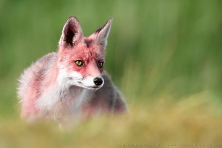 And last is a pink fox. Have you ever seen an animal that has pink tones (that is usually not pink)?