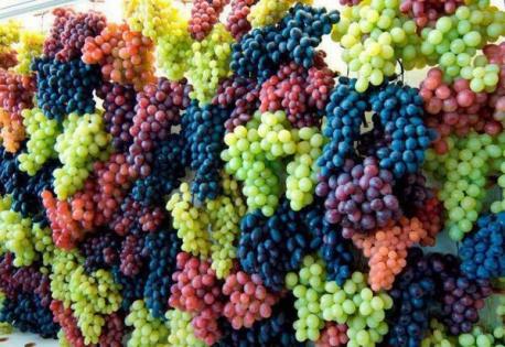 Perhaps, you're a grape connoisseur at heart. Which color grapes are your favorites?