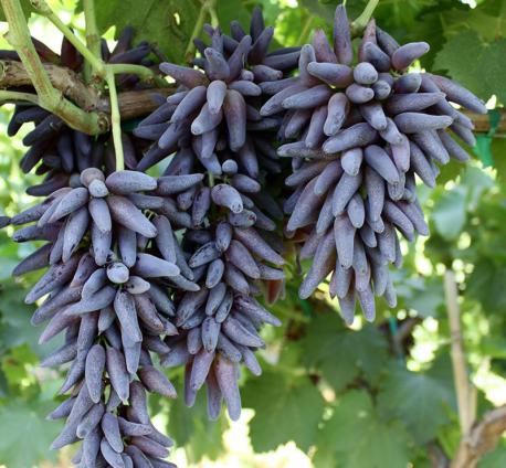 Turns out, some farmers have too much time on their hands, and have developed other enticing flavors of grapes. Choose the ones that sound divine to you: