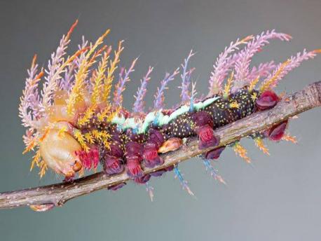 Some one Facebook, post this picture this morning. It really looks like a digital piece of art, but apparently this is an actual photo of the Saturniidae Moth Caterpillar from Switzerland. What do you think?