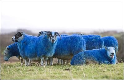 Blue sheep, (genus Pseudois), also called Bharal, either of two species of sheeplike mammals, family Bovidae (order Artiodactyla), that inhabit upland slopes in a wide range throughout China, from Inner Mongolia to the Himalayas. Despite their name, blue sheep (Pseudois nayaur) are neither blue nor sheep. As morphological, behavioral, and molecular analyses have shown, these slate gray to pale brown sheep-looking caprines are actually more closely related to goats (genus Capra) than to sheep (genus Ovis). Have you ever heard of Bharal?