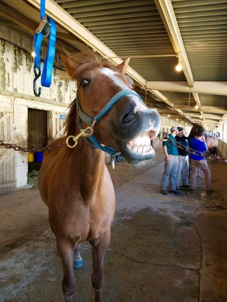 Finally, from Australia and Houston, are the the horses that they employ for mounted patrol. Choose the breeds you familiar with: [pictured is Ruger from the Nashville, TN Mounted Police Unit, who had just visited the dentist].