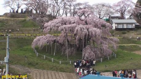 A cherry blossom is the flower of any of several trees of genus Prunus, particularly the Japanese cherry, Prunus serrulata, which is called sakura after the Japanese. Japan has three great cherry blossom trees: Miharu Takizakura in Fukushima, Usuzumizakura in Gifu and Jindaizakura in Yamanashi. Usuzumizakura is an ancient cherry tree located in the beautiful mountains of Neo village in Gifu Prefecture. The tree is an Edohigan sakura and is one of Japan's oldest at over 1,500 years old. It is believed to have been planted by Emperor Keitai in the 6th century. Are you familiar with the cherry blossom trees of Japan?