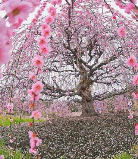 There are cherry blossom trees in the following countries: 4.1 Australia, Brazil, Canada, China, France, Germany, India, Korea, Netherlands, New Zealand, Taiwan, Thailand, Turkey, United Kingdom, United States. Have you seen one in person?