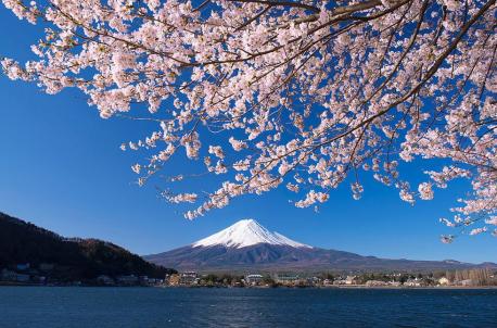 Here are some interesting facts about cherry blossoms. (List #2) Choose the ones you know: