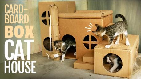 Do your cats like to play hide and seek in boxes?