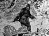 Some Crypto animals have been sighted all over the world, like Bigfoot. Called many things around the world (Yeti, Skunk Ape, sasquatch, skookum). Bigfoot is a ape like creature that stands around 8 foot tall. Some say that people are mistaking the creature for a bear but the people who see him say 