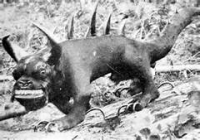 Some cryptic creatures have been proven fakes, like the Hodag. A man claims to have captured a creature of Native American myth and put it on display for all to see. When the Smithsonian wanted to send people to study the creature the man admitted to his hoax. Can you believe people actually paid to see this stuffed animal?