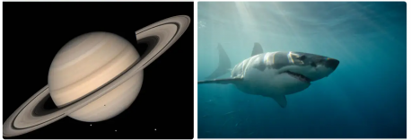 The previous question dealt with how species change and develop over time. There are other species that have remained essentially unchanged for millions of years. Nature apparently got it right the first time and no change was necessary for the species to survive. One such creature is the shark which has been around for longer than the rings of Saturn. Saturn's rings are estimated to be no more than 400 million years old. Comparatively, sharks date back to the late Ordovician period, or about 450 million years ago. Did you know this?