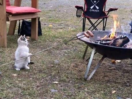 This cat is quite a helpful camping companion! Would you like to have such cuddly and helpful camping companion?