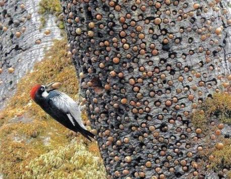 This woodpecker is busy stashing and saving his acorn's treasure (I watched a Nature Show on PBS showing how they meticulously make each hole on the tree for the acorn to fit in perfectly, not too big or too small). All those acorns will give them plenty of food to survive in the winter. Are you amazed at the remarkable ability of what animals can do to survive?