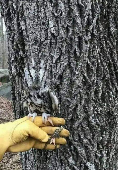 This owl has a plumage that blends in perfectly with the tree bark. It is hardly noticeable without perching on the human hand. Do you think this owl is a master of disguise?