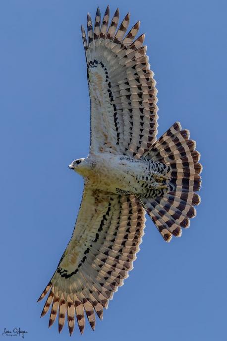 This photo of the crowned eagle in flight showing its beautiful and symmetrical wingspan. Do you like the artistic details of this bird's plumage while spreading its wings in flight?