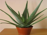 Are you a fan of the Aloe Vera plant?