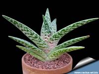 Do you think the Aloe Variegata is a beautiful plant?