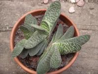 Do you think the Gasteria Pillansii is a cool looking plant?