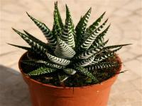 Do you like the stripes on the Haworthia Attenuata?