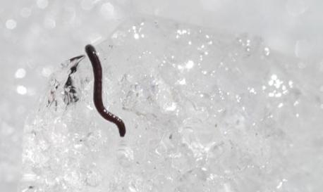 Alaska: Ice worm. This relative of common earthworms and leeches makes its home inside glaciers and adjacent snowfields, moving through densely packed ice crystals with ease thanks to small bristles on the outside of their bodies. Its Latin name, Solifugus, meaning sun avoider, is basically a warning to the annelids (segmented worms that belong to the phylum Annelida) who thrive best at zero degrees Celsius. According to the Alaska Centers public lands guide, when heated to 40 degrees Fahrenheit, an ice worm's insides liquefy until it literally melts to death. Ouch! Have you ever heard of this crazy critter?