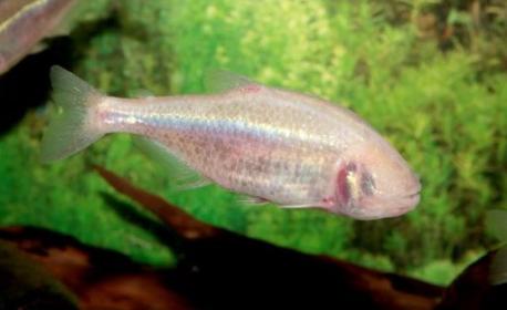 Arkansas: Ozark cavefish. These endangered and nearly translucent cave dwellers live most or all of their lives in total darkness. But they're blind because they lack eyes altogether and therefore use sense organs to detect movement in the water and find food. Very little is known about their reproductive habits, but the U.S. Fish & Wildlife Service and the Missouri Department of Conservation suspect that spring floods get them in the mood for making whoopee. Have you ever been spelunking (cave exploring)?