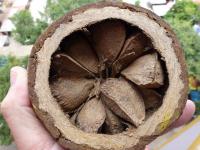 Did you know that Brazil nuts are seeds and not an actual nut?