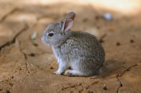 Did you also know that baby rabbits are called kittens? (photo courtesy of: freakingnews.com)