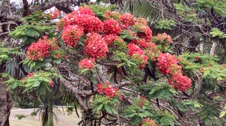 While vacationing in Australia, I would see these beautiful trees in numerous places. Though native to Madagascar, I've come to learn that they are very common in Florida and other U.S. States that offer frost-free temperatures. Do you know anyone who may have planted a Royal Poinciana?