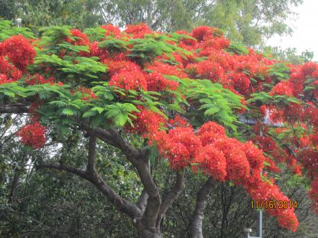 Do you like and enjoy a flowering tree?