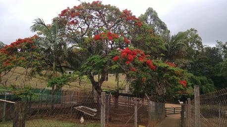 Did you know that these trees can grow up to 40 feet in height and with a canopy of up to 40-60 feet wide?