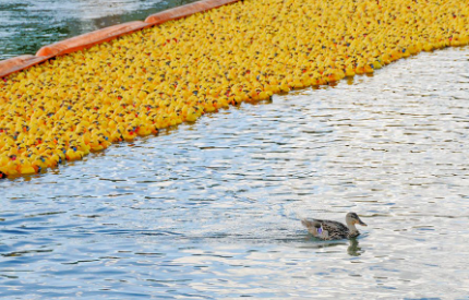 In the early 2000s, rubber duck races became- for some unknown reason- a popular fundraiser for charity. My father was so taken with the absurdity of The Dayton Rubber Duck Regatta, he purchased tickets- including one for me. And while part of me was tickled by the idea, most of me was concerned about unclaimed ducks littering the riverbanks. These days, the race is virtual - a much better choice from an environmental standpoint. Have you ever had entry in a Rubber Duck Race?