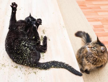 Giving catnip to a cat can lead to some pretty hilarious shenanigans. One trip with the feline devil's grass and your cat will be face-deep in the living room carpet, bustin' a move like he's in a 1980s nightclub. If you have a cat, do you delight him/her with catnip?