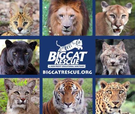 Have you ever visited the Big Cat Rescue in Tampa, FL?