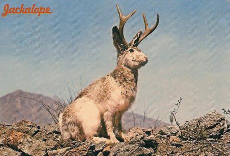 Wyoming: The Jackalope - The large bunny creature with antelope horns is a well-known character in Wyoming's culture, history, and landscape. Some people say they have most definitely seen it, while others shrug it off as fairy tale. Are you familiar with this legend?