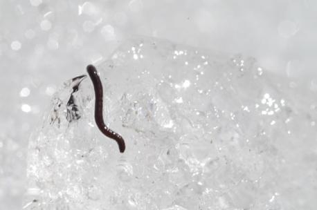 Alaska: Ice worm - This relative of common earthworms and leeches makes its home inside glaciers and adjacent snowfields, moving through densely packed ice crystals with ease thanks to small bristles on the outside of their bodies. Its Latin name, Solifugus, meaning sun avoider, is basically a warning to the annelids who thrive best at zero degrees Celsius. According to the Alaska Centers public lands guide, when heated to 40 degrees Fahrenheit, an ice worm's insides liquefy until it literally melts to death. Ouch! Have you heard of this animal before this survey?